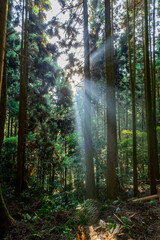Fototapeta na wymiar 奥深い森で朝日が昇り光芒が差し込む。六甲山登山道で撮影