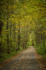 Leaf-covered path through woods at peak fall color.