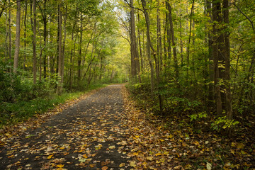 Leaf-covered path through woods at peak fall color.