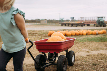 Child pulling pumpkins in red wagon at pumpkin patch - obrazy, fototapety, plakaty