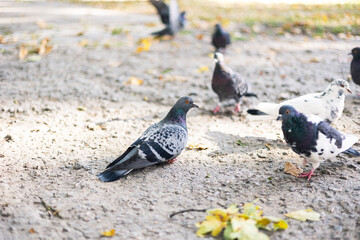 Pigeons on the ground in the park