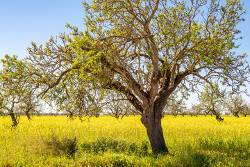Fototapeta premium shot of an almond tree in a meadow full of yellow flowers
