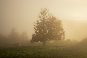Fototapeta na wymiar Beech tree in the morning fog