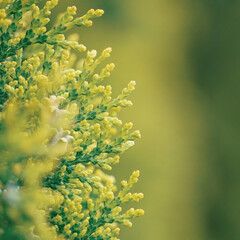green juniper tree leaves in srpingtime