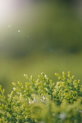 green juniper tree leaves in srpingtime