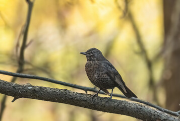 Blackbird (Turdus merula) perched on a branch