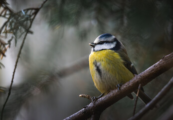 Blue tit on a branch in the forest. Parus caeruleus