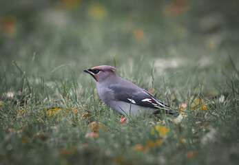 Bohemian waxwing in the grass in the garden