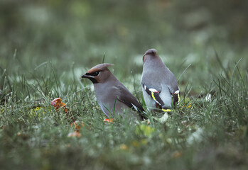 Bohemian waxwing stands in the grass in the garden