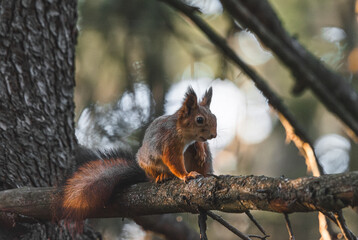 Naklejka na ściany i meble Squirrel sitting on a branch in the forest. Eurasian red squirrel