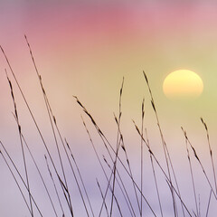 flower plants silhouette and sunset background in summertime