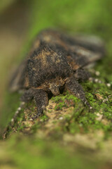 Selective focus, vertical closeup on a Three-humped Prominent moth, Notodonta tritophus sitting on lichen covered wood