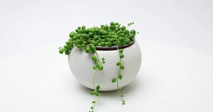 Potted Senecio Rowley house plant in white ceramic pot on white background