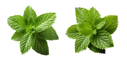 Mint leaves isolated on a transparent background, png  - obrazy, fototapety, plakaty