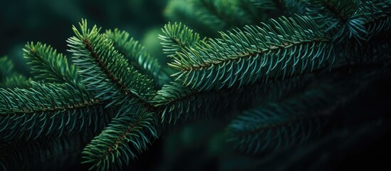 Macro photo of a stunning conifer branch against a gentle forest backdrop - obrazy, fototapety, plakaty