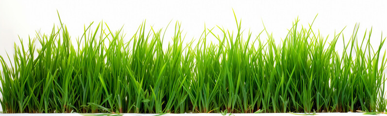Fototapeta na wymiar Grass in high definition isolated on a white background. Banner