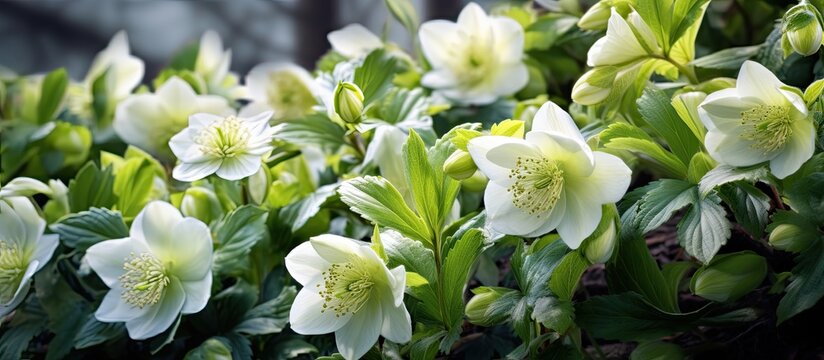The Helleborus caucasicus commonly known as the Lenten Rose can be found flourishing in gardens throughout Crimea
