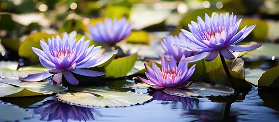 Foto op Canvas The vibrant blue waterlily from the nymphaeaceae family is currently blossoming at Sigurt Garden Park in Valeggio sul Mincio located in the Veneto region of Italy © 2rogan