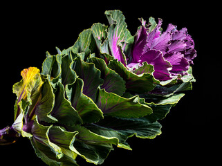 Dekorative brassica oleracea cabbage flower on black background