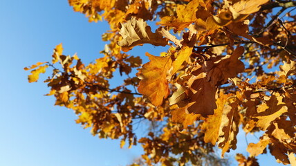 Oak branch with orange leaves in the forest in autumn. Nature background