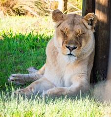 Female lion in Tenikwa Wildlife Rehabilitation and Awareness Centre in Plettenberg Bay, South Africa