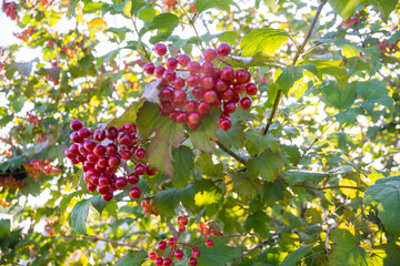 Berries. Fresh appetizing delicious healthy aromatic varietal viburnum. Healthy eating.
