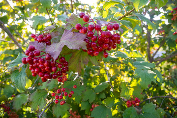 Berries. Fresh appetizing delicious healthy aromatic varietal viburnum. Healthy eating.