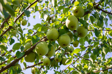 Large ripe varietal pears are ripe on the garden plot. Fruit. 