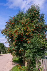 Fototapeta na wymiar Ashberry. Ripe bright orange clusters of mountain ash on the branches.