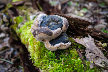 A mushroom sits on a log in the woods.
