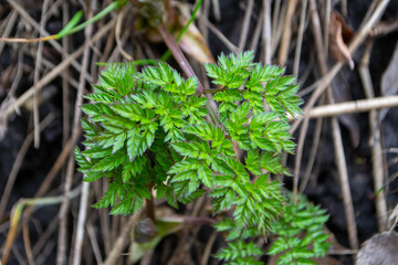 A close up of a plant with green leaves and the word fern on it. © Luci