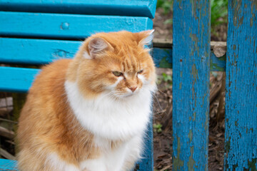 A red cat sits on a blue bench - Powered by Adobe