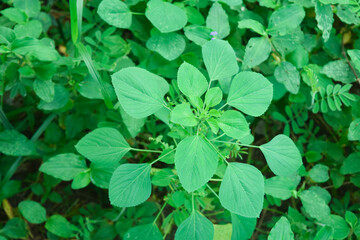 There are numerous grass and shrubs on nature.