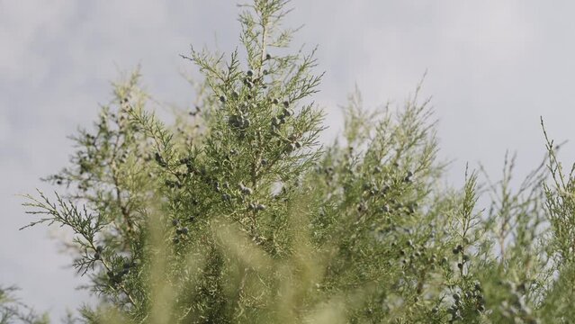 Slow motion closeup shot of juniper tree with berries