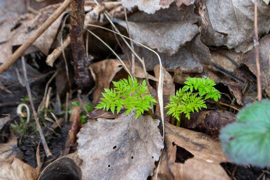 A close up of a plant with green leaves and the word fern on it.