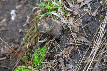 A close up of a plant with green leaves and the word fern on it.
