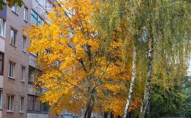 Shot of the colorful autumn trees. Nature