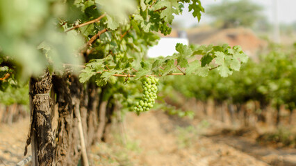 Bunch of Grapes & grape vine in Vineyard, India stock photo