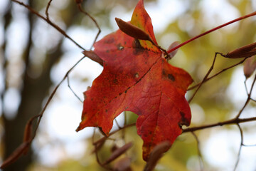 red maple leaf