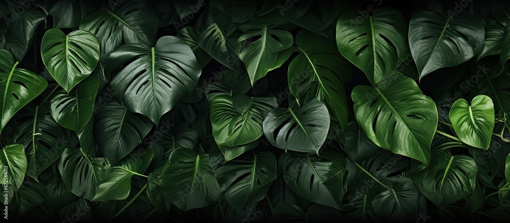 Poster toning the background with dark hues this close up captures a jungle pattern concept with a monstera