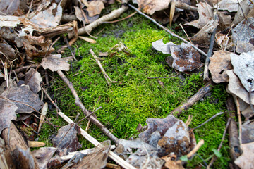 A tree trunk with moss on it and a sky background