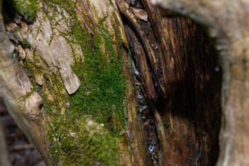A tree trunk with green moss on it