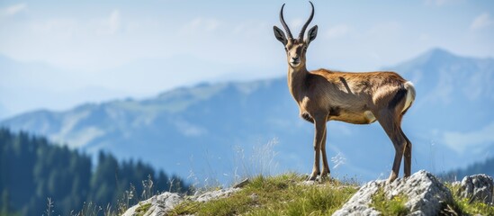 The Vosges Mountains in France are home to the Chamois Rupicapra rupicapra