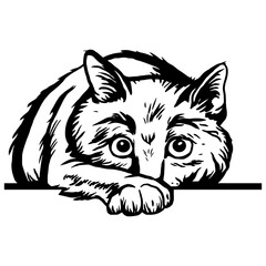 Obraz premium Peeking Cat - Funny Cat peeking out - face head isolated on white