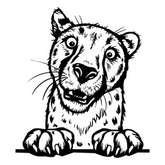 Peeking Cheetah - Funny Peek Animal - face head isolated on white