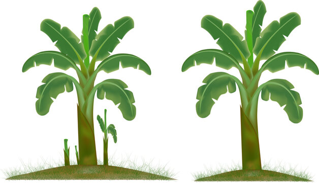 green banana tree isolated  vector design on white background