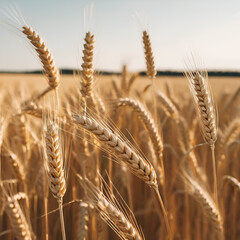 field of wheat. beautiful wheat crop. image of a wheat crop.