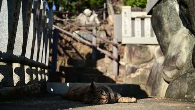 犬山成田山の猫（愛知県犬山市, 2023年10月）