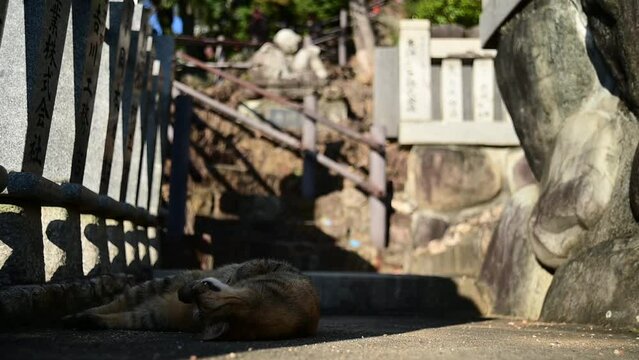 犬山成田山の猫（愛知県犬山市, 2023年10月）