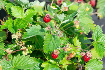 Ripe red strawberries on a bush